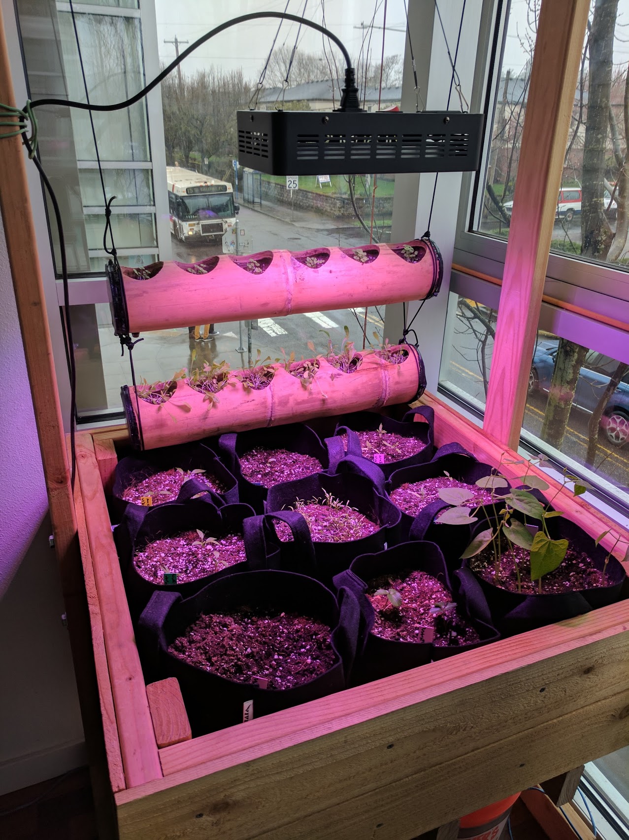 youngGardenPlants